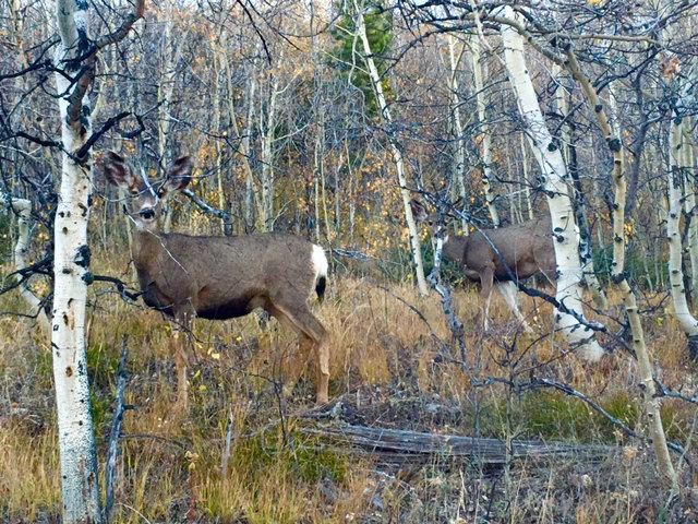 Lot 24A Clear Creek Subdivision, Anaconda, MT 59711