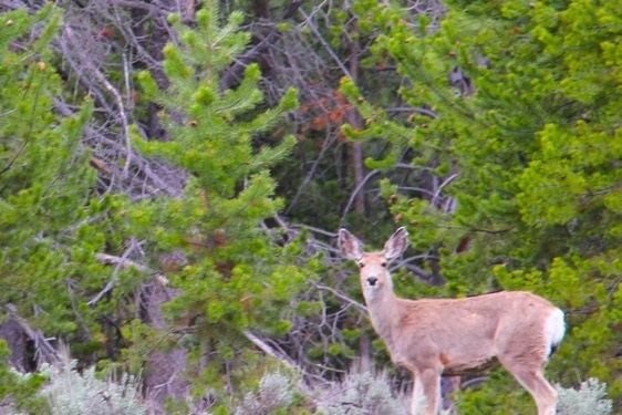NHN Herring Flats Rd, Anaconda, MT 59711