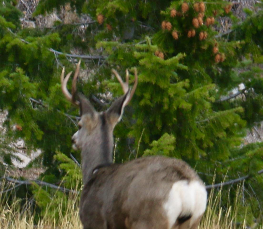 NHN Herring Flats Rd, Anaconda, MT 59711