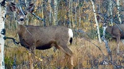 Lot 36 Clear Creek Subdivision, Anaconda, MT 59711