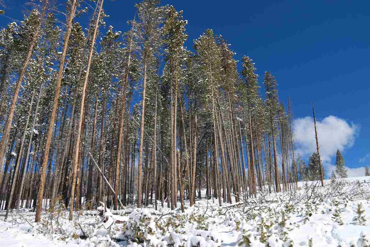 Lot 3 Clear Water Minor Sub, Anaconda, MT 59711