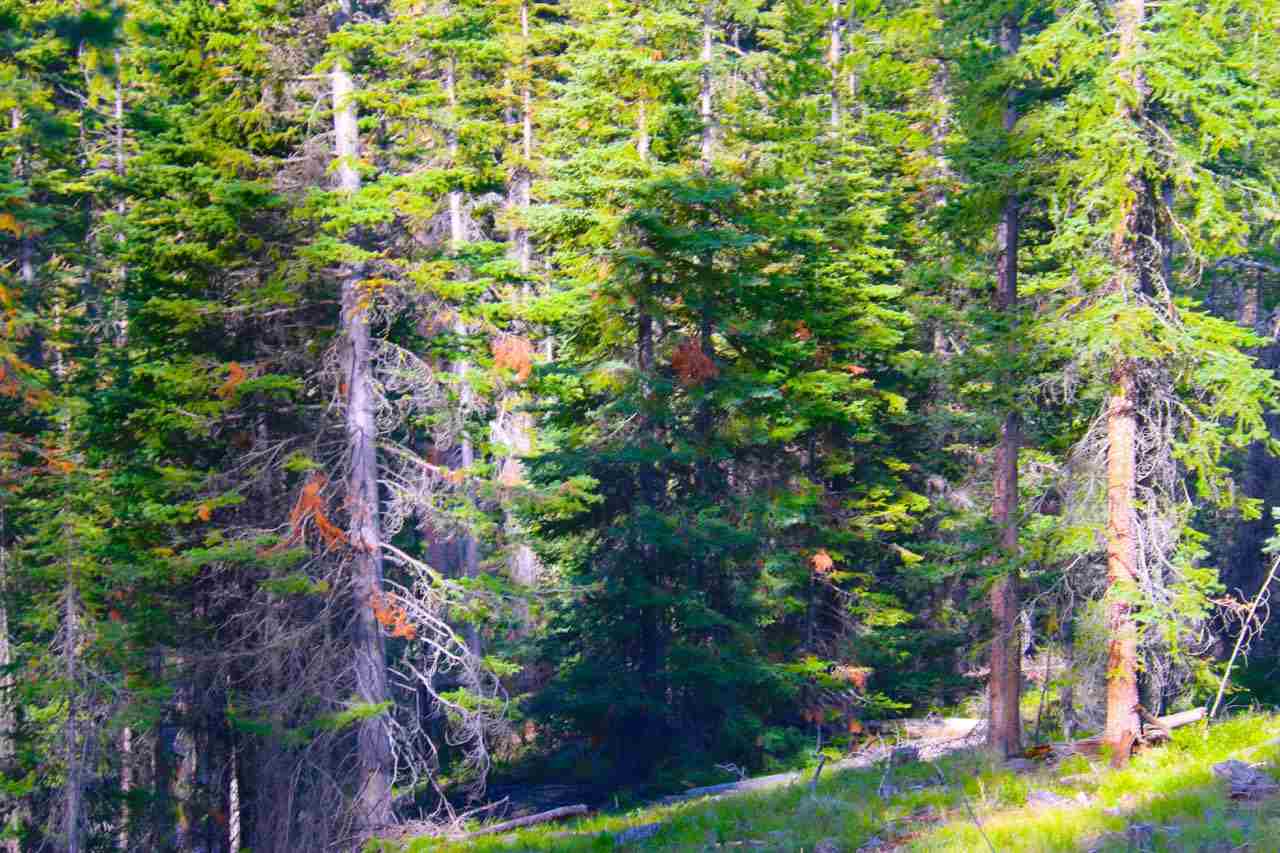 Lot 6 Snowbird Subdivision, Anaconda, MT 59711