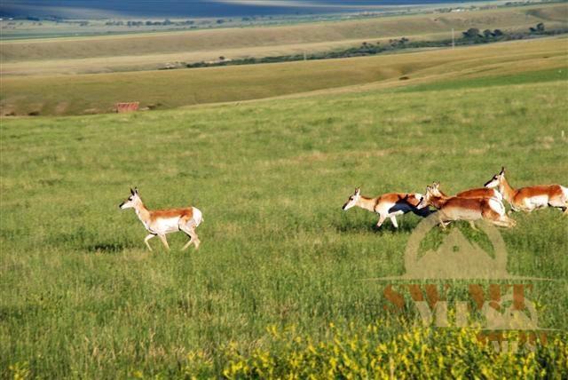 Lot 63 Pronghorn, Ennis, MT 59729