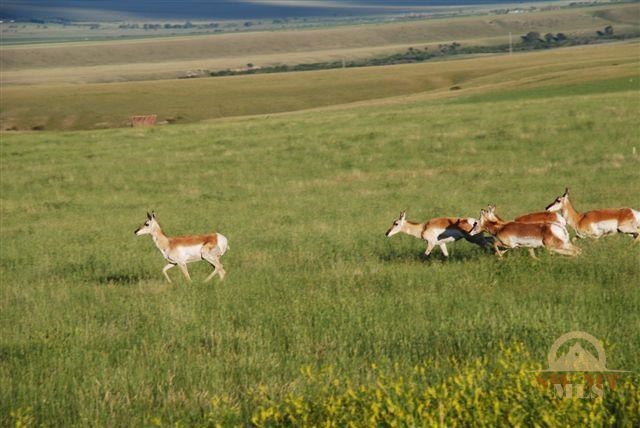 Lot 69 Pronghorn Meadows, Ennis, MT 59729