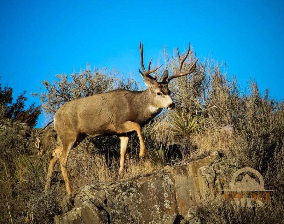 Lot 66 Moccasin Trail, Manhattan, MT 59741