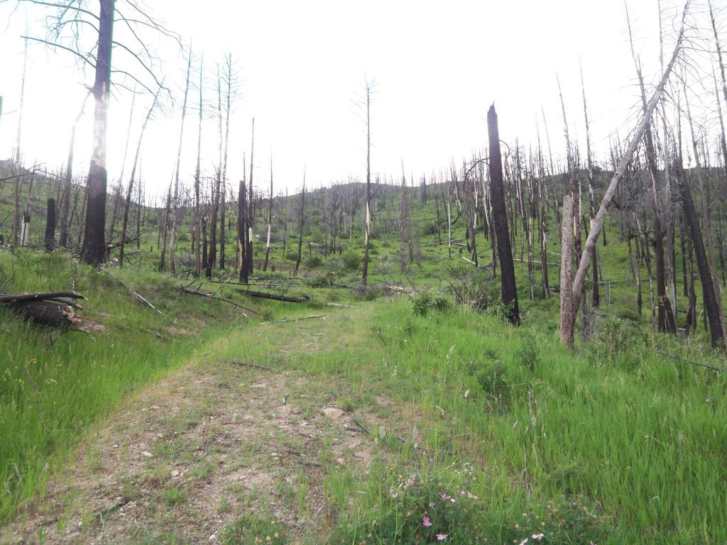 Wet Draw, Conner, MT 59827