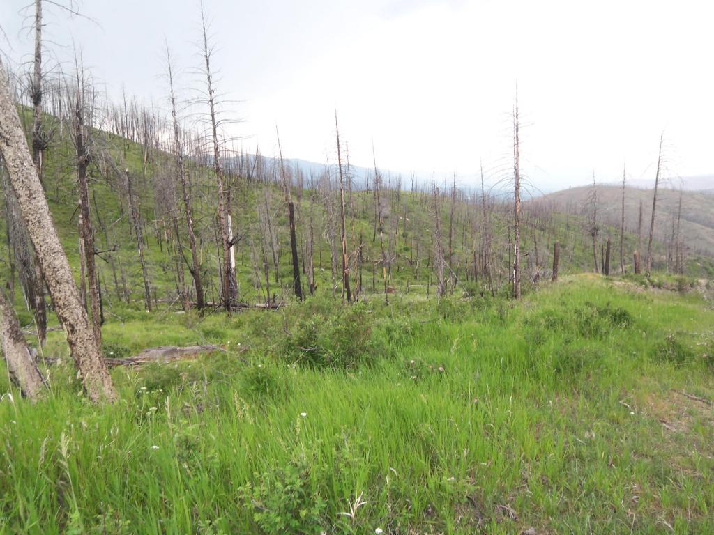 Wet Draw, Conner, MT 59827
