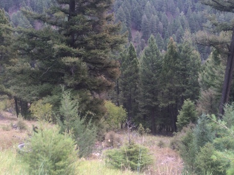 Sleepy Tom Gulch, Drummond, MT 59832