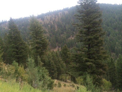 Sleepy Tom Gulch, Drummond, MT 59832