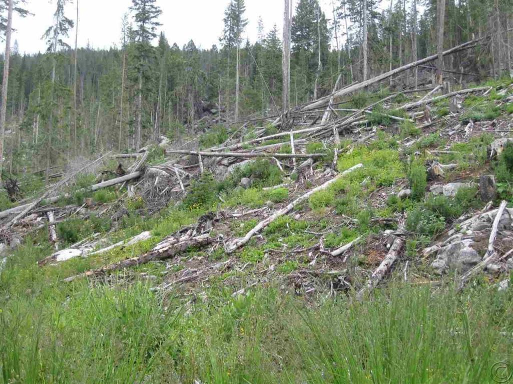 Virginia, Philipsburg, MT 59858