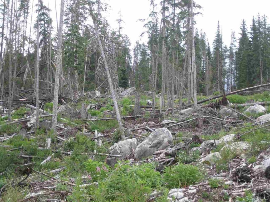 Virginia, Philipsburg, MT 59858