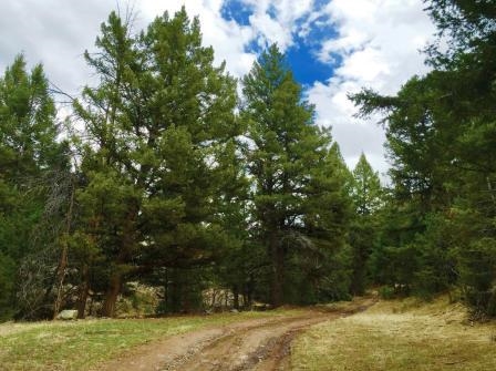 Lot 21 Willow Rock Ranchettes, Philipsburg, MT 59858