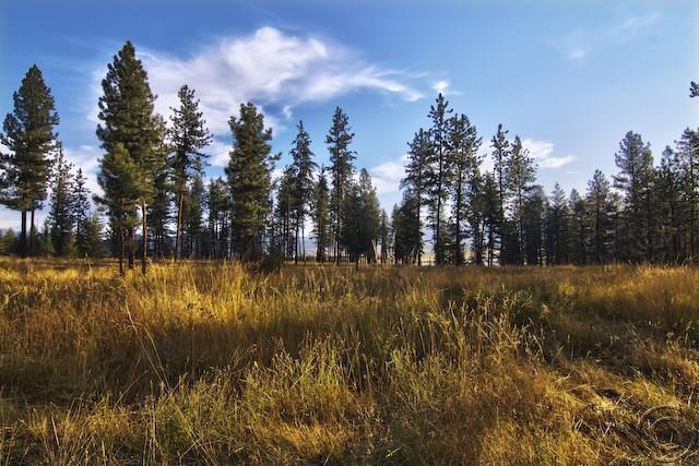 Lot 14 River, Plains, MT 59859