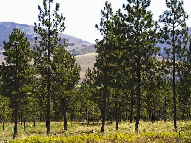 Lot 20 River, Plains, MT 59859