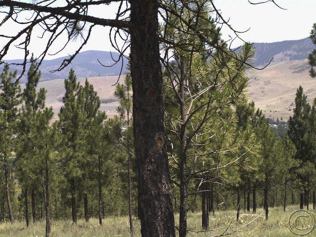 Lot 20 River, Plains, MT 59859