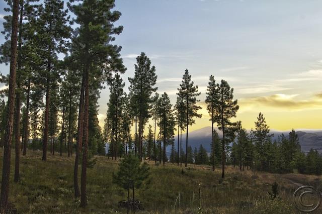 Lot 16 River, Plains, MT 59859