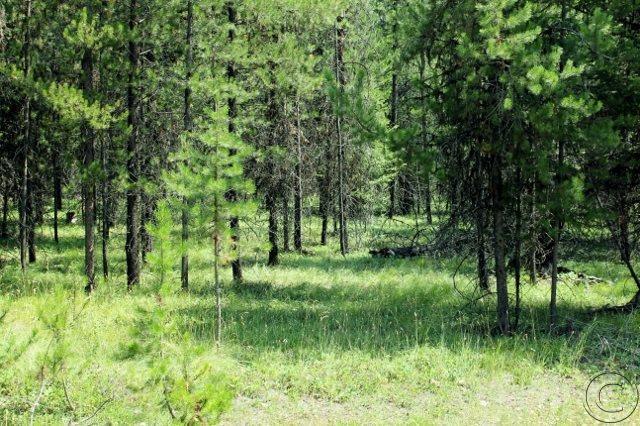 Lot 24 Lemar Drive, Seeley Lake, MT 59868