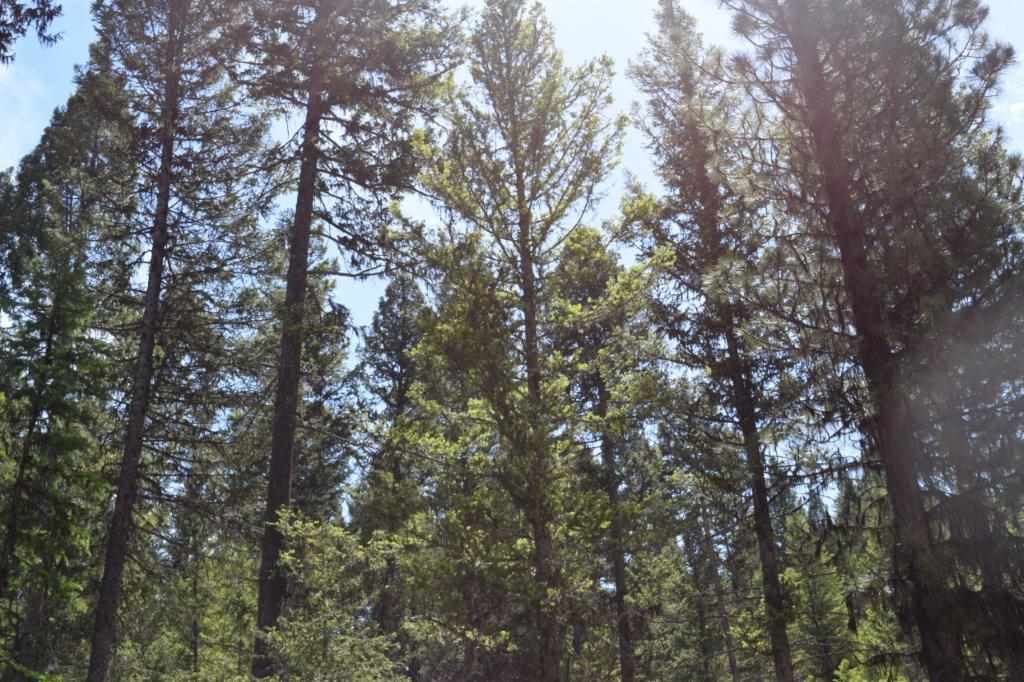 170 Leota Peak Ct, Seeley Lake, Other, MT 59868