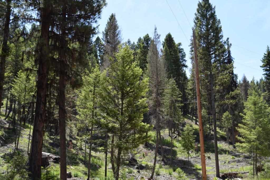 170 Leota Peak Ct, Seeley Lake, Other, MT 59868