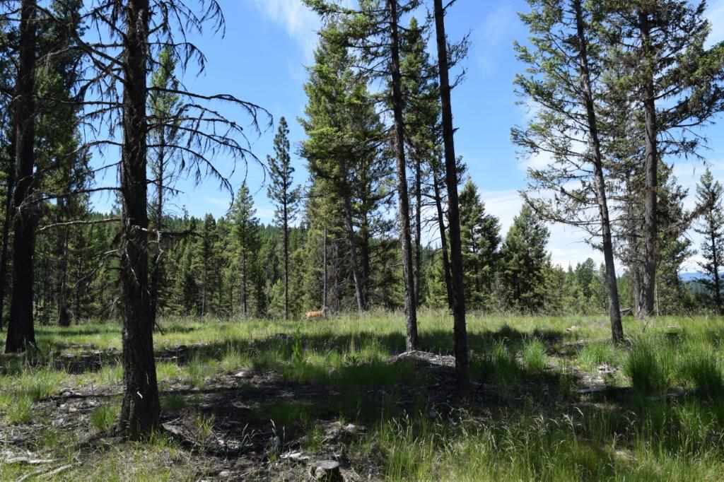 157 Grandview Ct, Seeley Lake, Other, MT 59868