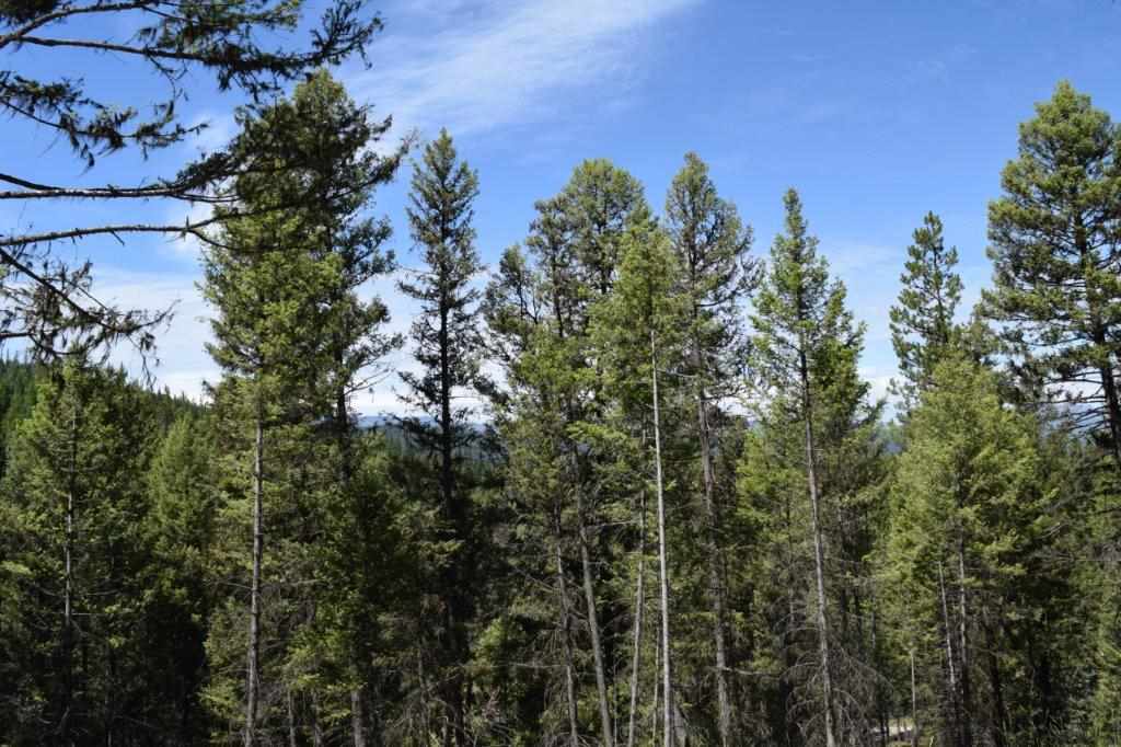 157 Grandview Ct, Seeley Lake, Other, MT 59868