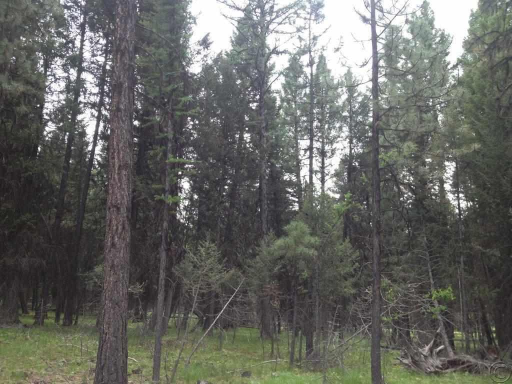 Nhn Evergreen Drive, Seeley Lake, MT 59868