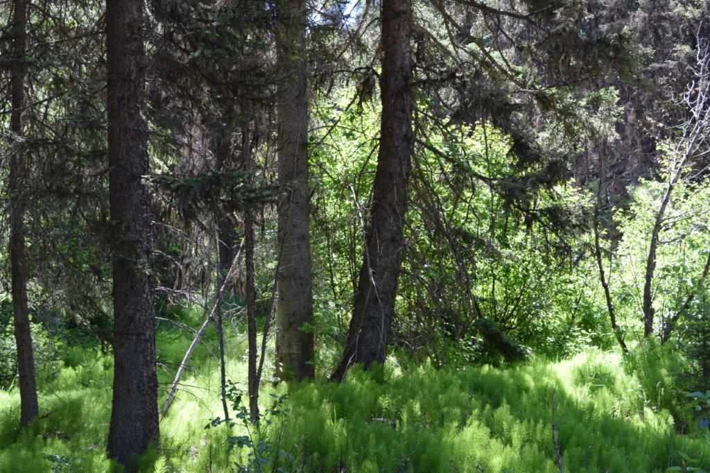 165 Granview Ct, Seeley Lake, Other, MT 59868