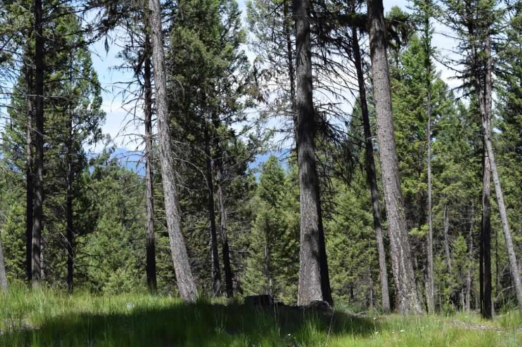 165 Granview Ct, Seeley Lake, Other, MT 59868