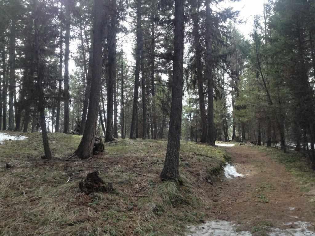 383 Bobcat Ln, Seeley Lake, MT 59868
