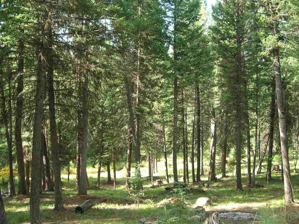 265 Fawn Lane, Seeley Lake, MT 59868
