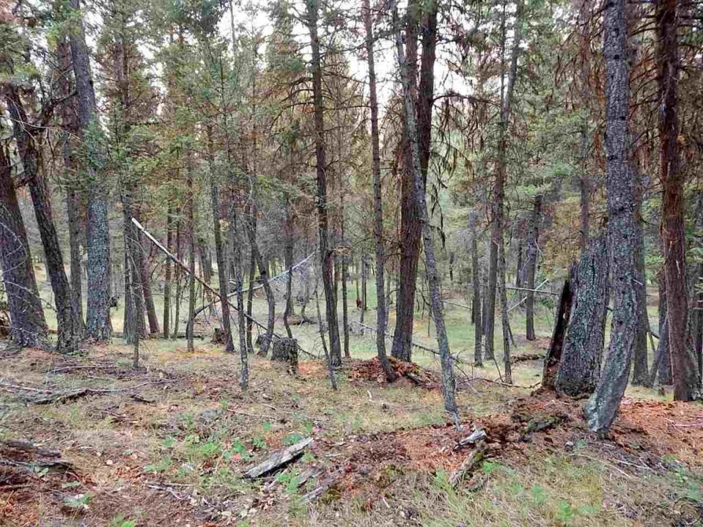 265 Fawn Lane, Seeley Lake, MT 59868