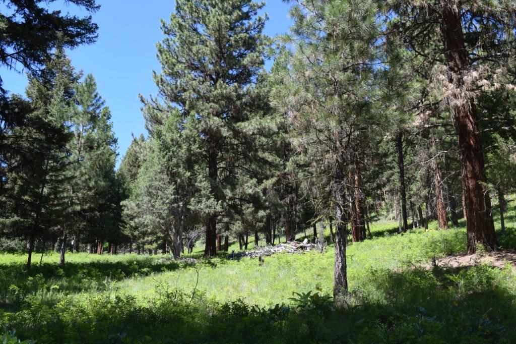 2424 Hwy 83 N, Seeley Lake, Other, MT 59868