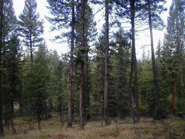 1787 Grandview Drive, Seeley Lake, MT 59868