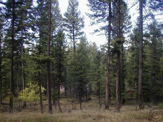 1787 Grandview Drive, Seeley Lake, MT 59868