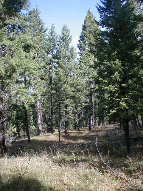 1787 Grandview Drive, Seeley Lake, MT 59868