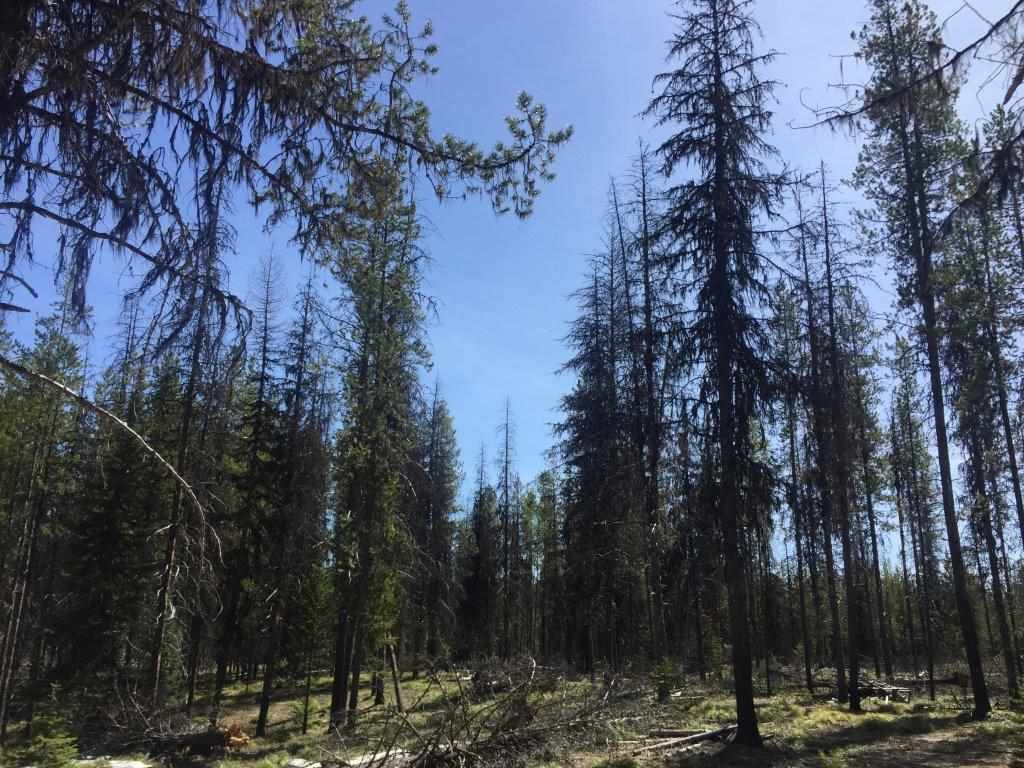 NHN Stag Ln, Seeley Lake, Other, MT 59868