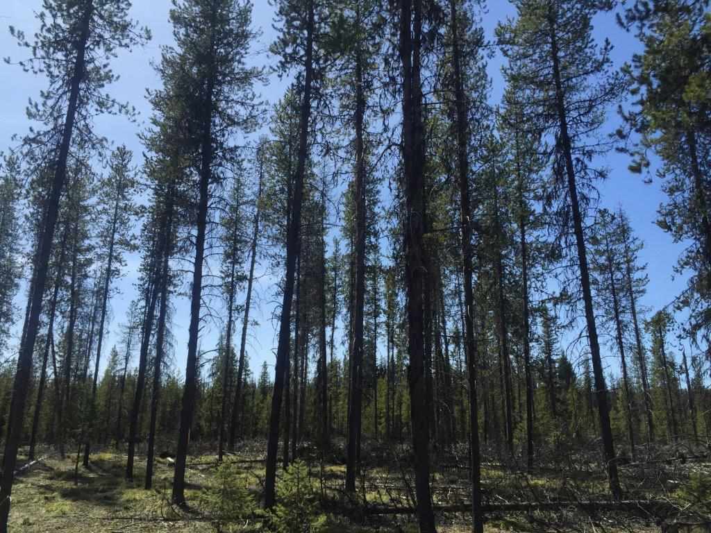 NHN Stag Ln, Seeley Lake, Other, MT 59868