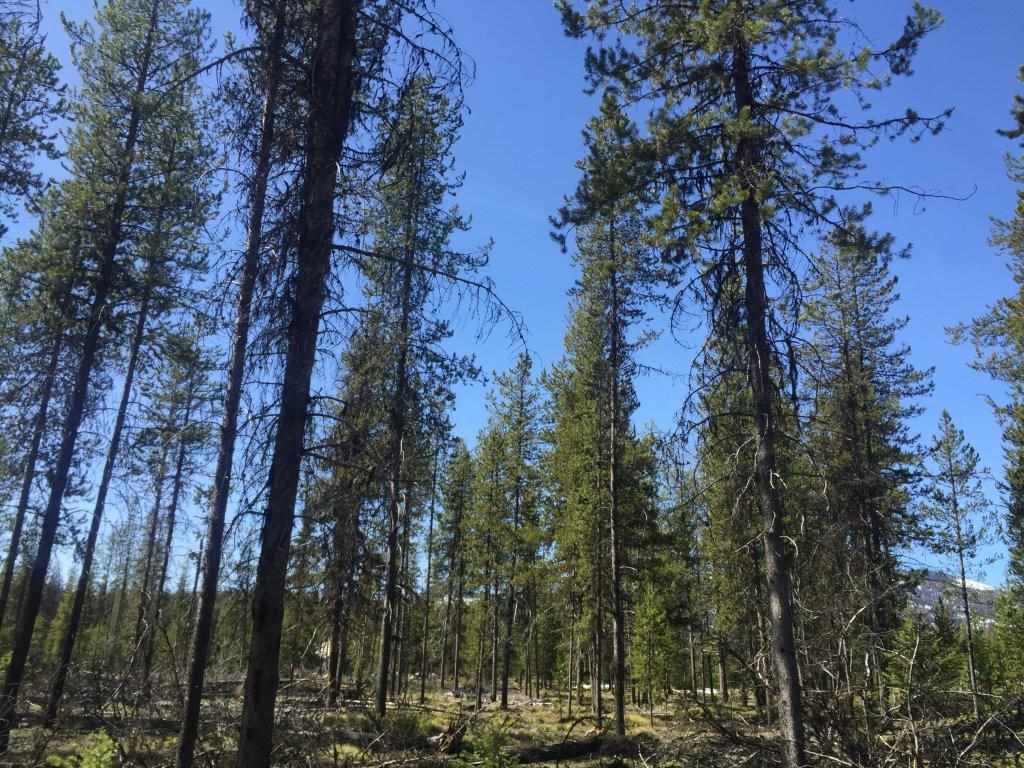 NHN Stag Ln, Seeley Lake, Other, MT 59868