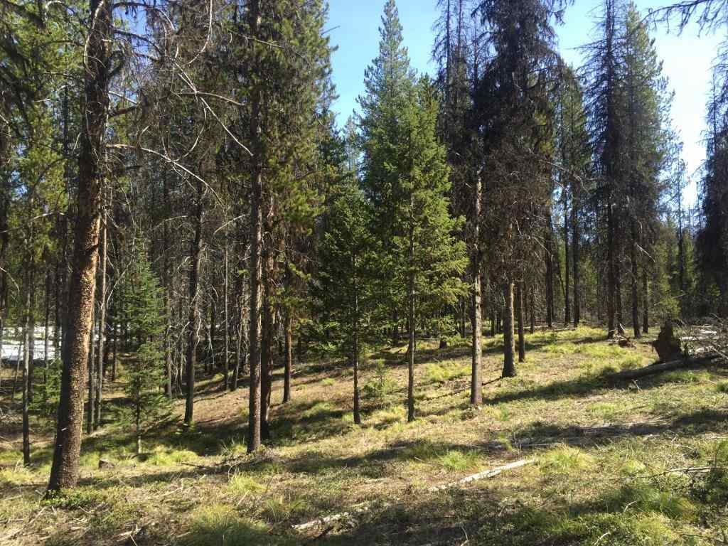 NHN Stag Ln, Seeley Lake, Other, MT 59868