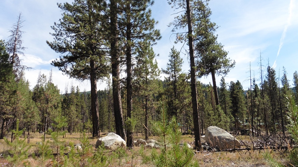 NHN Bonanza Dr, Sula, MT 59871