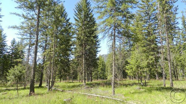 Lot 9 Big Fir Drive, Thompson Falls, MT 59873