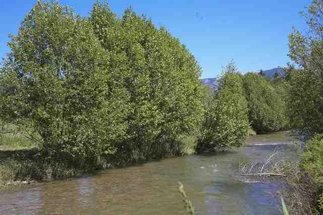 29 Dagny Court, Trout Creek, MT 59874