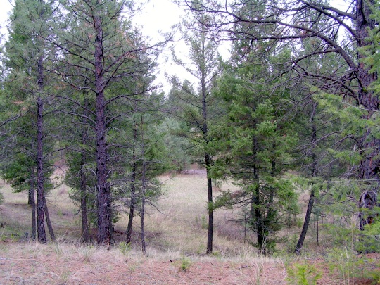 NHN CASTLEVIEW LANE, Eureka, MT 59917