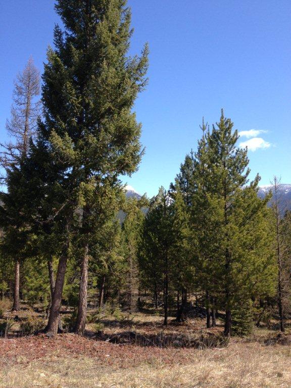 nhn Turtle Trail Road, Eureka, MT 59917
