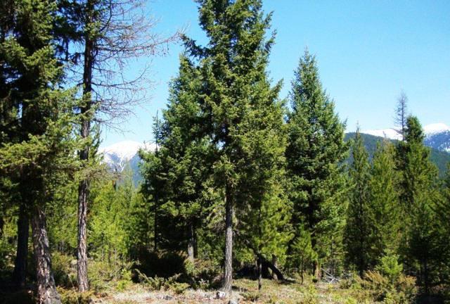 nhn Turtle Trail Road, Eureka, MT 59917