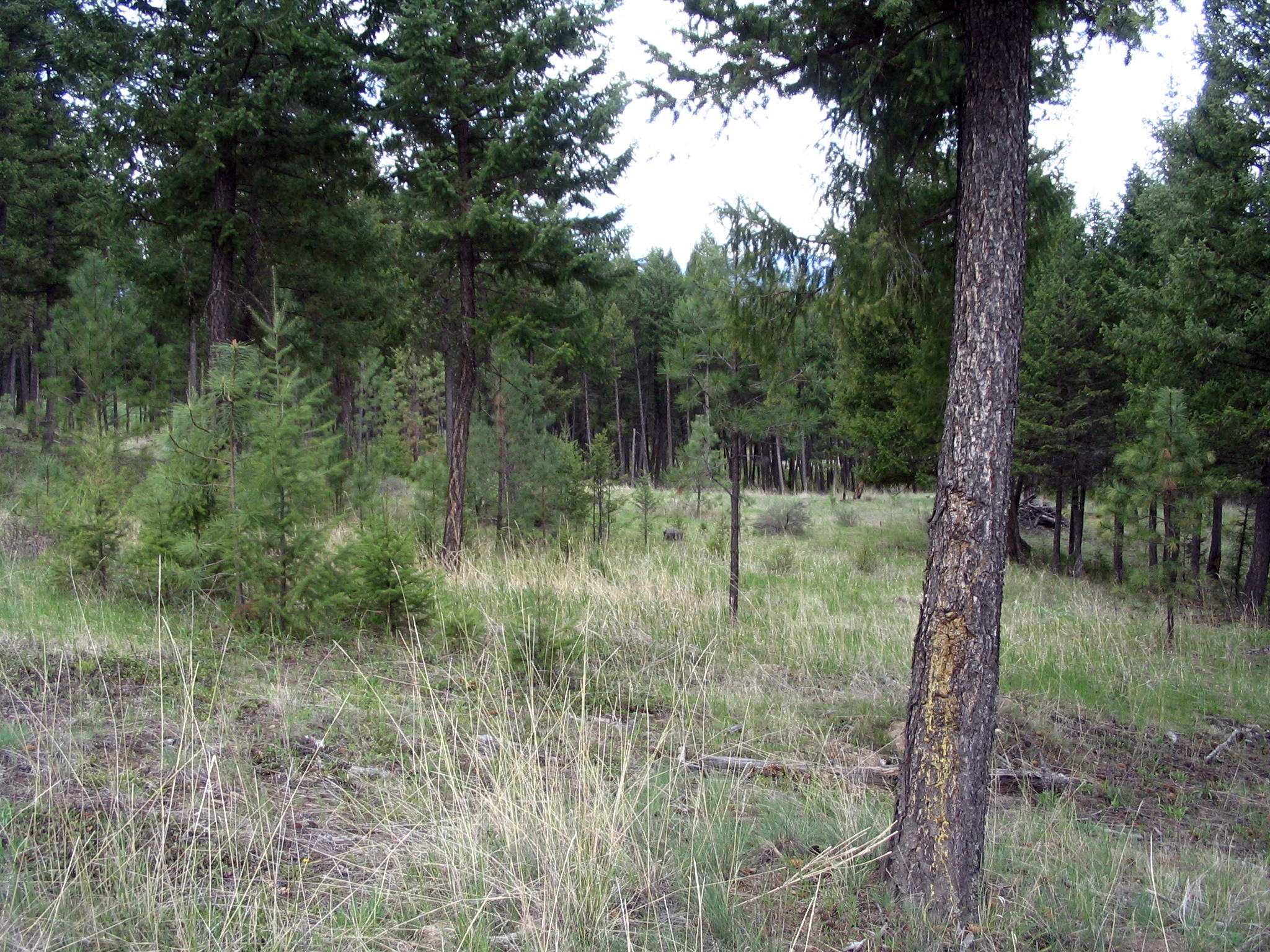 59 CANVIEW DRIVE, Eureka, MT 59917