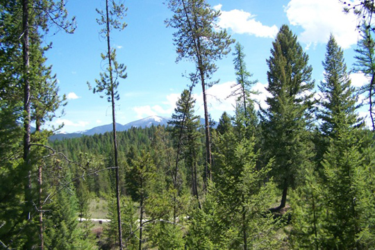 MUD CREEK ROAD, Eureka, MT 59917