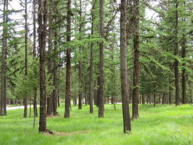 NHN Crystal Lakes Drive, Fortine, MT 59918