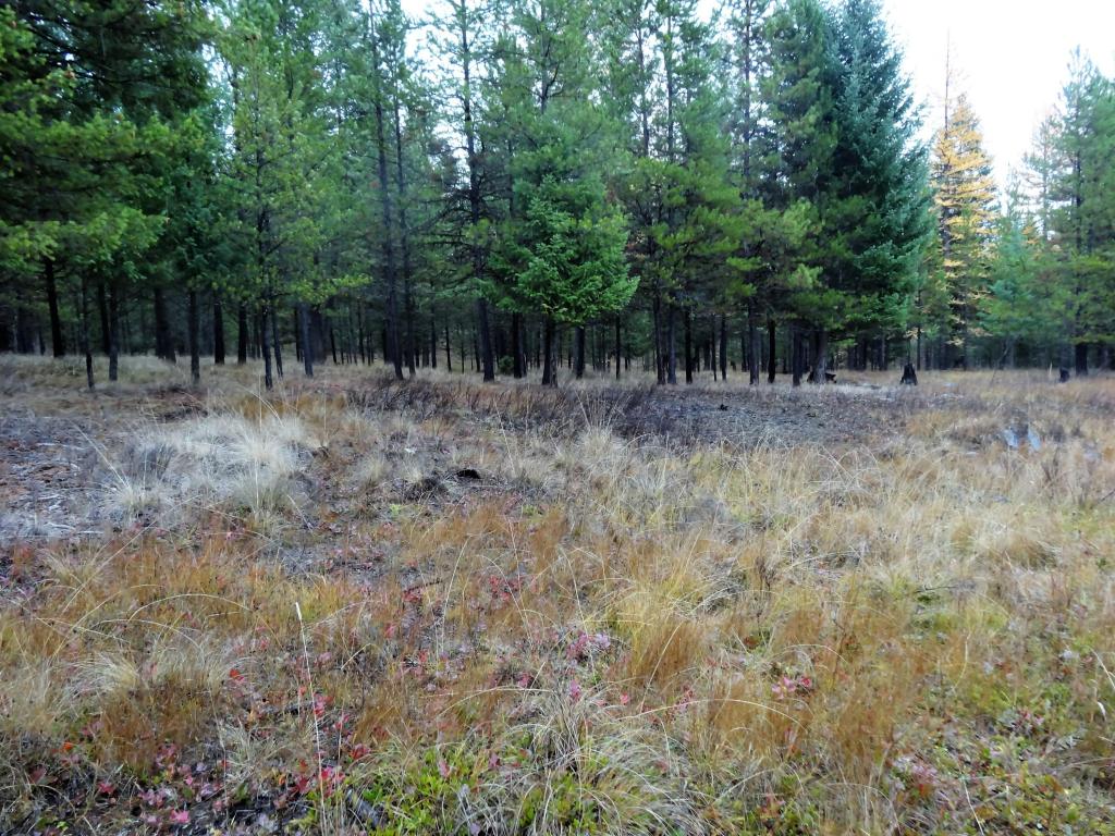 Nhn Barnaby Lake Road, Fortine, MT 59918