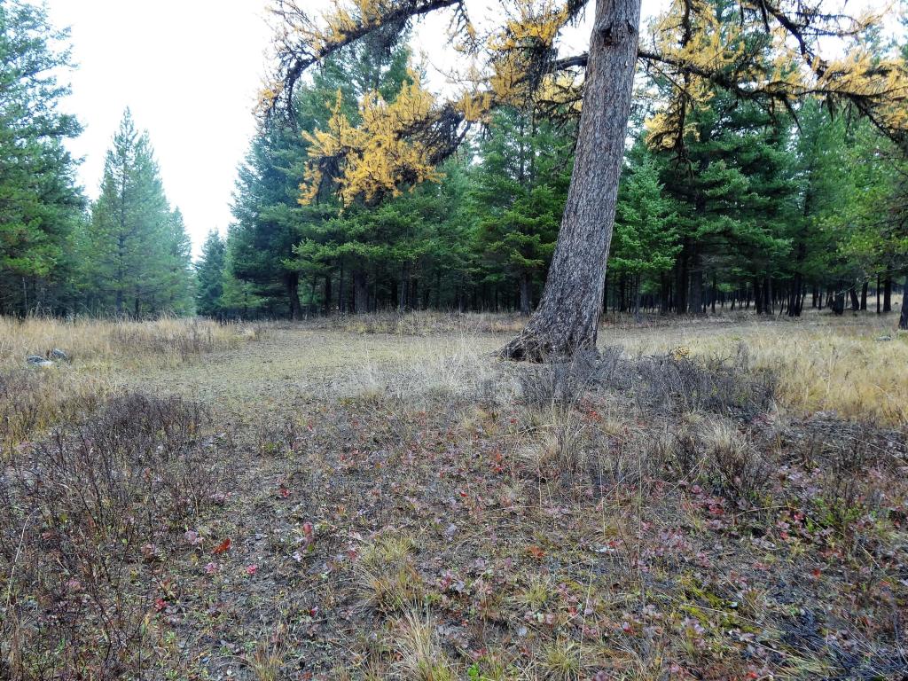 Nhn Barnaby Lake Road, Fortine, MT 59918